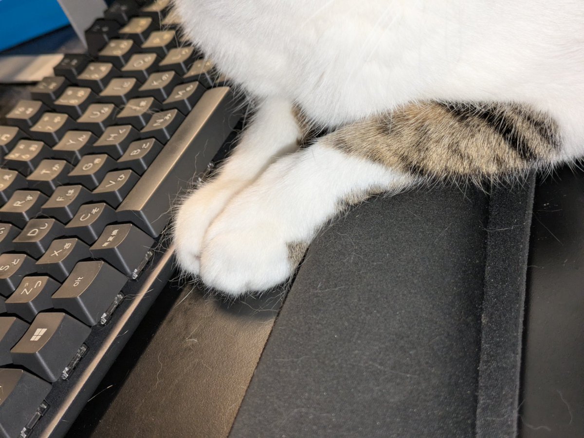 JasonKazuhira's tweet photo. 猫の手も借りたい https://t.co/RvLGSzEKUs