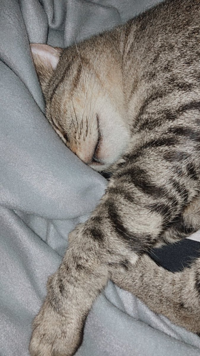 thatrosycheeks's tweet photo. you used to be so chonky… rindunya nak gomol https://t.co/wJSGW1oFjX