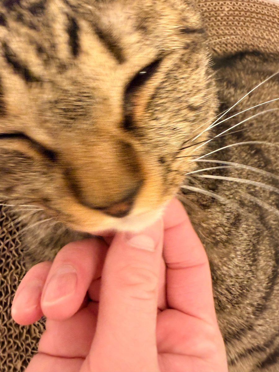 SAK_SAK_SAKUMA's tweet photo. 猫ちゃんかわいい〜 https://t.co/Jhi5andhmE