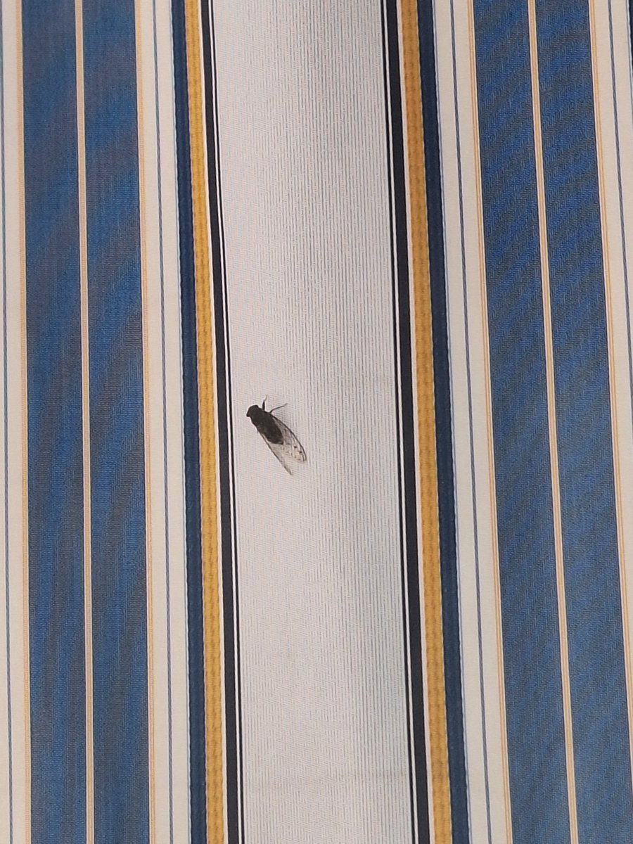 veronicadoval's tweet photo. Mosca gigante vista hoy Lunes 27 Julio en Calasparra norte #RegióndeMurcia  4 cm aprox y alas de 6 cm
Nunca habiamos visto antes, que raro no? Fue sobre las 10 h am

#insectos #Murcia #verano2026 #medioambiente #agenteforestal #Cehegin #Caravaca #Cieza @UMU @UCAMMurcia https://t.co/9duKw90JSM