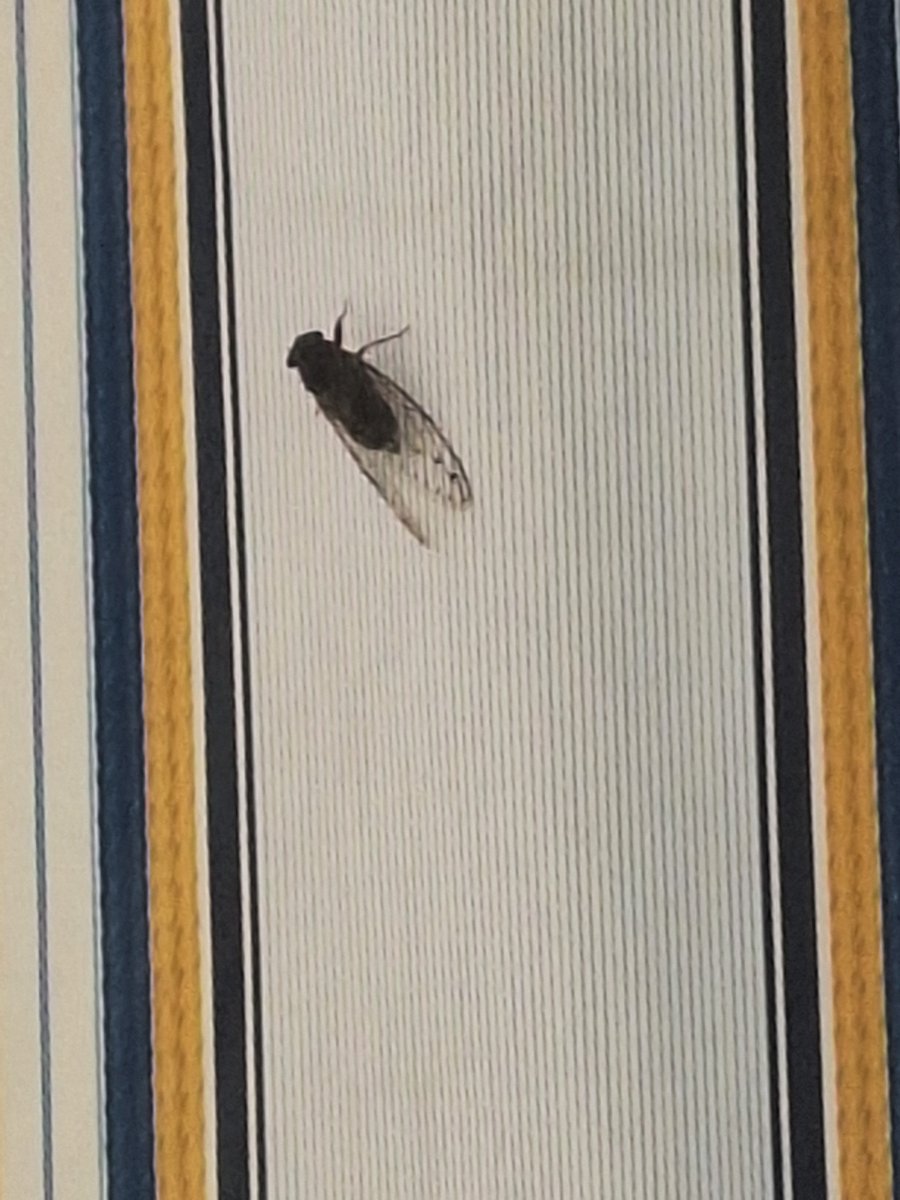 veronicadoval's tweet photo. Mosca gigante vista hoy Lunes 27 Julio en Calasparra norte #RegióndeMurcia  4 cm aprox y alas de 6 cm
Nunca habiamos visto antes, que raro no? Fue sobre las 10 h am

#insectos #Murcia #verano2026 #medioambiente #agenteforestal #Cehegin #Caravaca #Cieza @UMU @UCAMMurcia https://t.co/9duKw90JSM