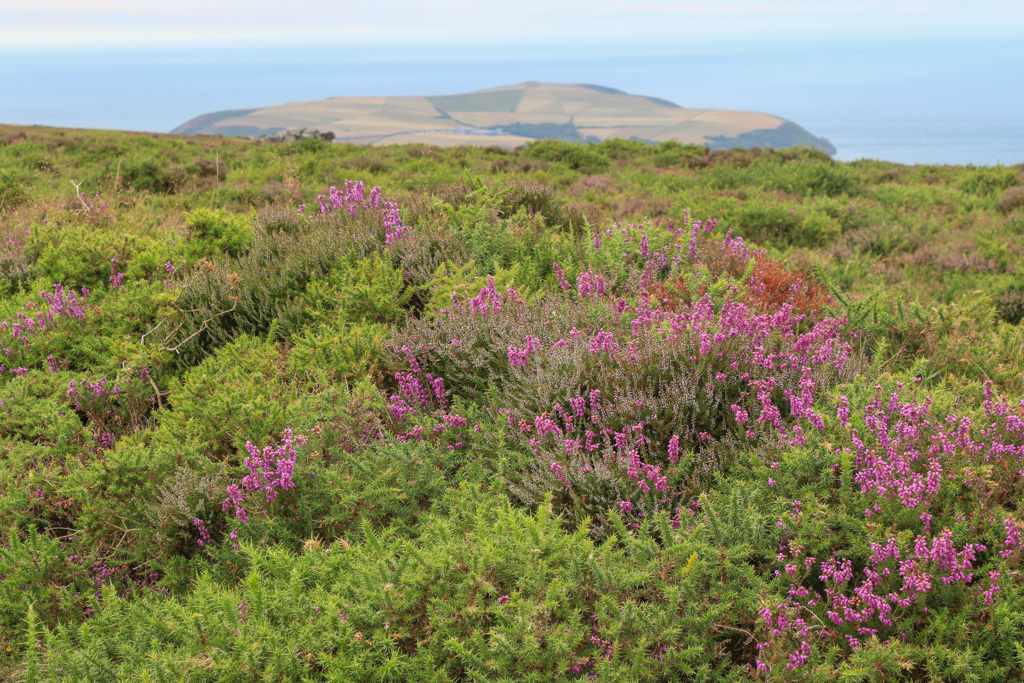 Jones8Pamela's tweet photo. Purple heather alive with bees and butterflies creating a stunning swathe of colour on Mynydd Caregog Newport/Trefdraeth Pembrokeshire #floralmonday @ItsYourWales https://t.co/naxZiD8clF