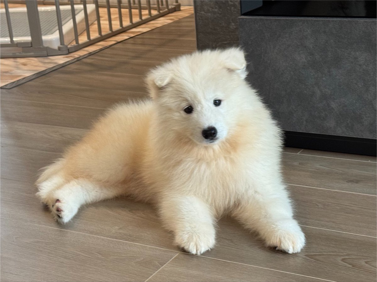 samoyed_sui's tweet photo. 生後60日頃のパピースイちゃん

うちに来て数日で耳が立ち始めてしまったから、両耳垂れてる写真はかなり貴重✨

#サモエド  #samoyed #もふもふ #犬のいる暮らし #犬のいる生活 #犬バカ部 #サモエドスマイル https://t.co/fDUdD2kXuN
