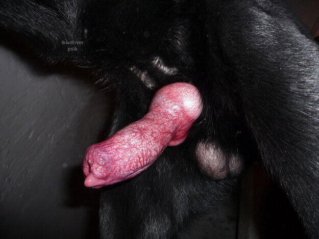 Zoojfp's tweet photo. Is being while Im sure you all Have missed… your special one 😻😻
Got Doggo content and lot of beastility, incest and taboo get your mega Dropbox on tele : https://t.co/eVrgpRpm6O

#zoo #dogknot #asf 👀 https://t.co/9zWHf12t9v