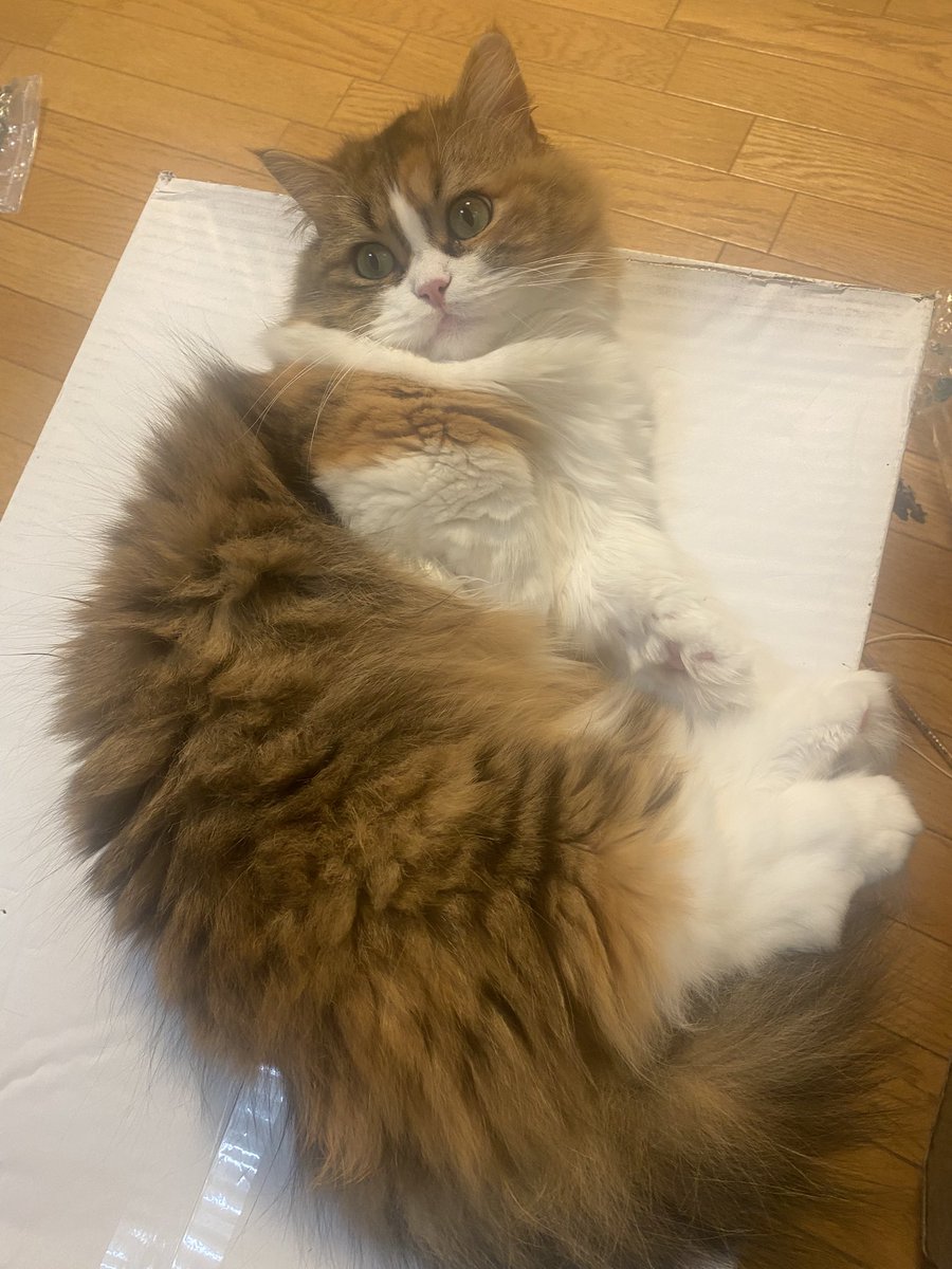 goruhamu30's tweet photo. 猫が逃げてしまいました
マンチカンのこむぎです

ドアが閉まっていなくて隙間から出てしまったようです

新宿区西新宿付近で、見かけた方いましたら連絡お願いします。 https://t.co/bIbcTsmId8