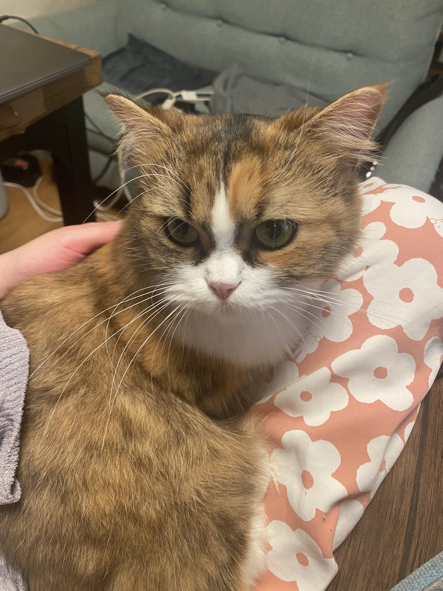 goruhamu30's tweet photo. 猫が逃げてしまいました
マンチカンのこむぎです

ドアが閉まっていなくて隙間から出てしまったようです

新宿区西新宿付近で、見かけた方いましたら連絡お願いします。 https://t.co/bIbcTsmId8