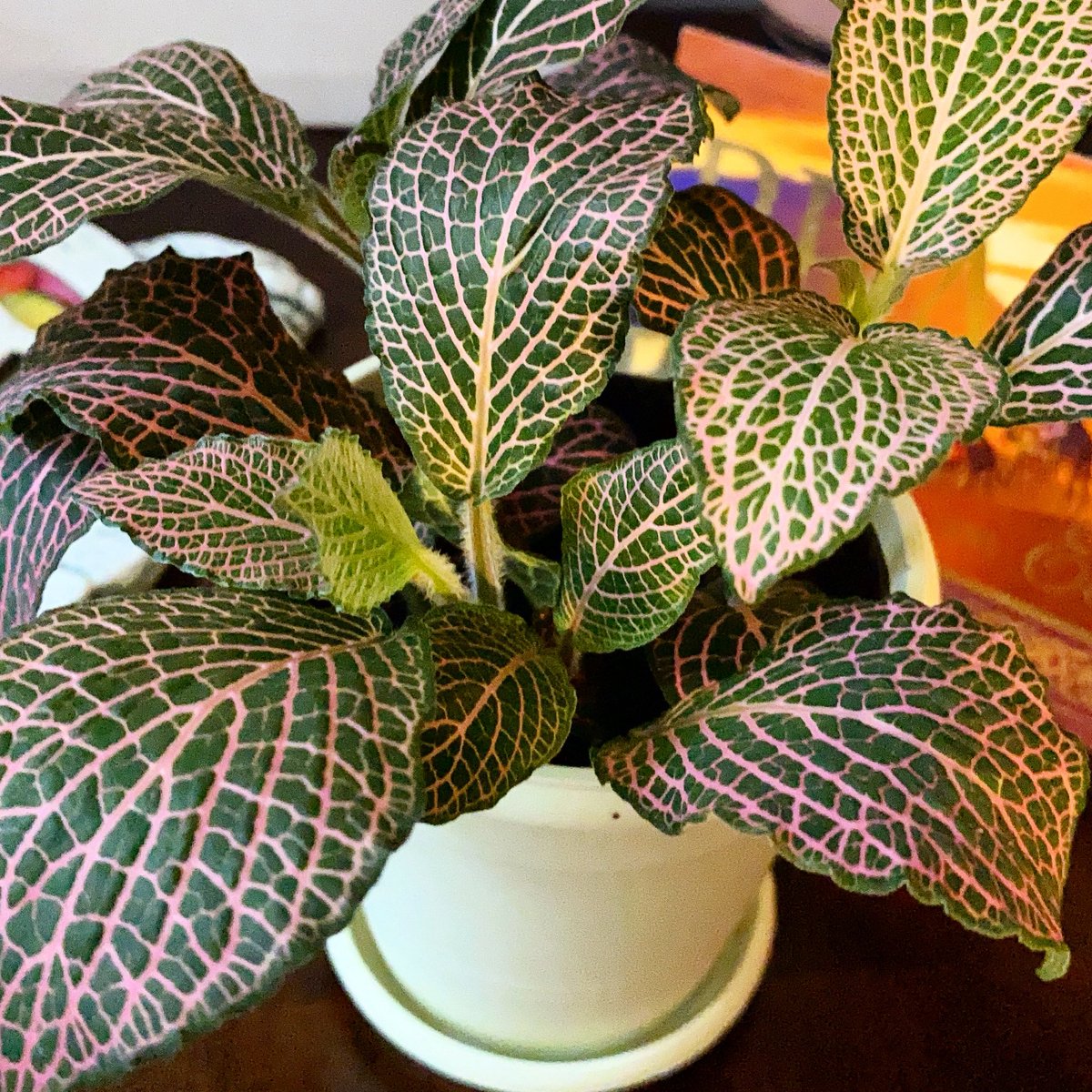Goddesseyesee's tweet photo. Plant Mama 🪴🌱 https://t.co/zBVkflY6Wl