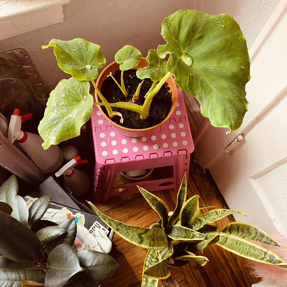 Goddesseyesee's tweet photo. Plant Mama 🪴🌱 https://t.co/zBVkflY6Wl