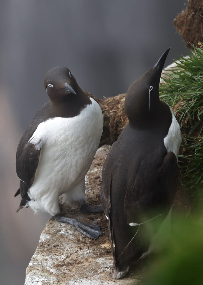 LeoPM20's tweet photo. Bridled common murres - featuring a striking white ring around the eye and a thin white line extending backward.
#commonmurre #wildbirdphotography #bridledcommonmurre #wildbirds #newfoundland #capestmarysecologicalreserve 
@NLtweets @CapeStMarys https://t.co/rohok75mYP