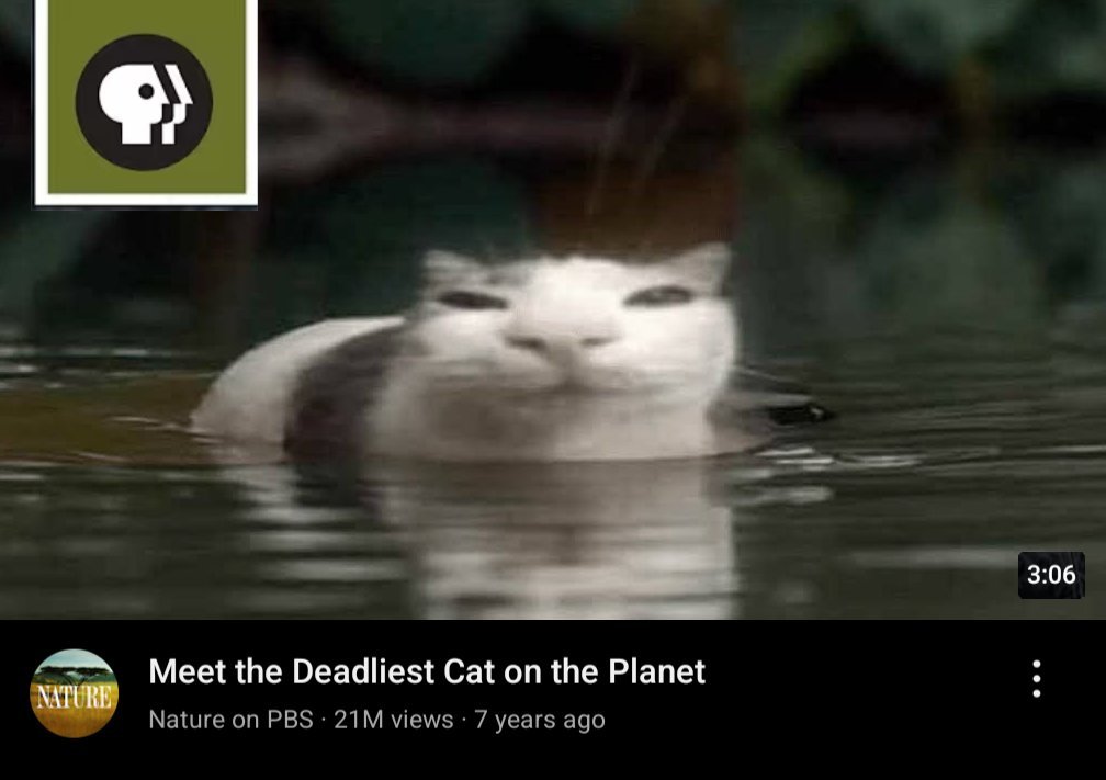 DailyCatConsign's tweet photo. Daily Cat #711 https://t.co/KbCIYEm1RI