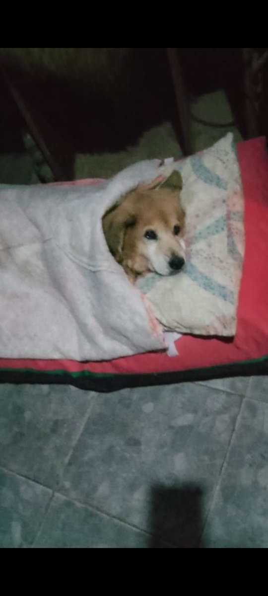 laurasa321368's tweet photo. Blanquito durmiendo en el colchoncito que le regalo la madrina que lo ama.
Blanquito como saben es cuadriplejico. 
Lo adopto mi amiga Mirta Rodriguez luego que le avisaron que la dueña de Blanquito lo dejo tirado en la calle.
El solo mueve la cabecita, sigue necesitando muchas cosas para poder darle una vida digna, dentro de su situacion. 
Blanquito a pesar de lo que pasa no sufre, es feliz ya que tiene muchos cuidados y amor. 
No todo es eutanasia.
Aqui les envio una foto de el Bombon.
No se olviden de Blanquito y de Mirta quien ademas tiene otros 20 animalitos todos de la calle. 
Gracias a la ayuda de uds. este Angelito vive. 
Los quiero! 
Te quiero bebe ❤️