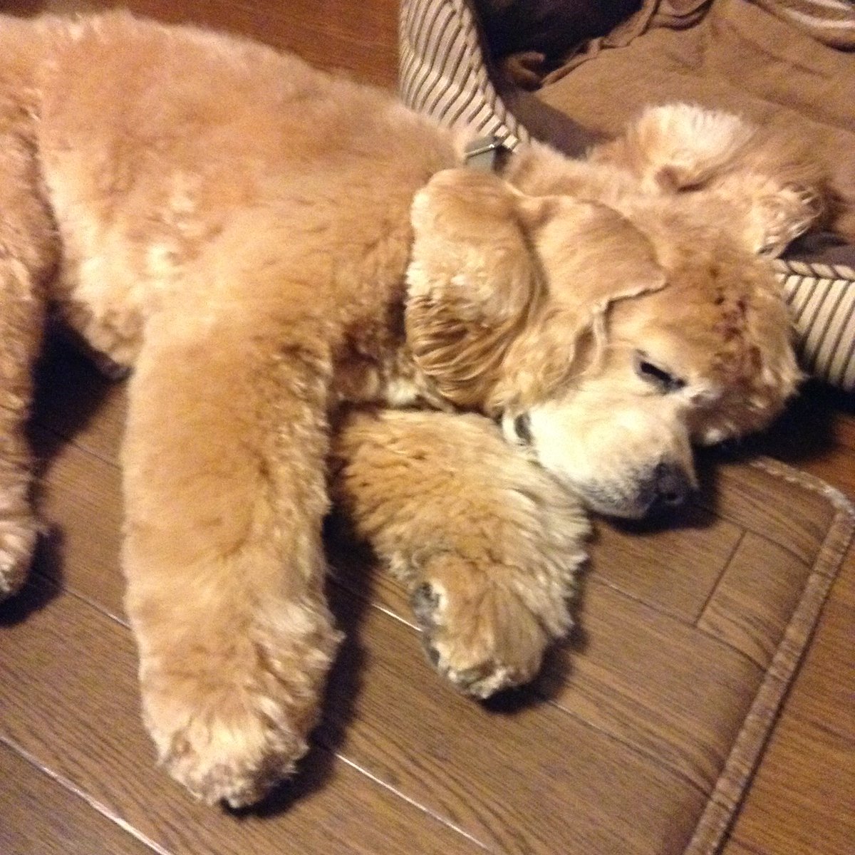 natsukamotoya's tweet photo. 今日もワンちゃん達が平穏無事に過ごせますように🍀🐶🍀

闘病しているワンちゃんが回復して体調良く過ごせますように🍀
老犬たちが穏やかな時間を過ごせますように🍀
介護する飼い主さんもお疲れが出ませんように🍀
迷子のワンちゃんが飼い主さんの元に帰れますように🍀
暑さにも気をつけてね🍀 https://t.co/4XMqTsoaUC
