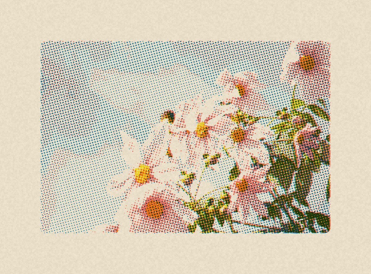 its_chaton's tweet photo. 今日は珍しくお花の写真を載せてみるよ！最近見つけてハマってるアプリで加工してみた✨️紙に印刷したみたいに出来るんです⸜(*ˊᗜˋ*)⸝ https://t.co/vbJCovuRYB
