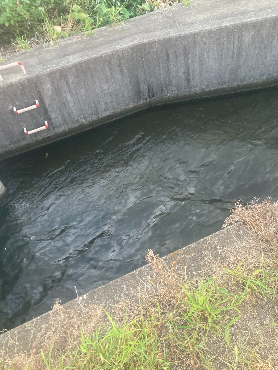 岡田鯛（【立入禁止】ヤバい噂の館～色情霊に襲われる配信者たち～） tweet media