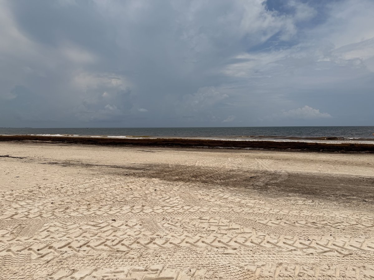 Nancy_FloresN's tweet photo. El problema del sargazo en Tulum ha dejado a una de@las playas más hermosas del país convertida en un desastre. Ojalá la humanidad reflexionara seriamente las consecuencias del cambio climático https://t.co/AQBbKGkgtK