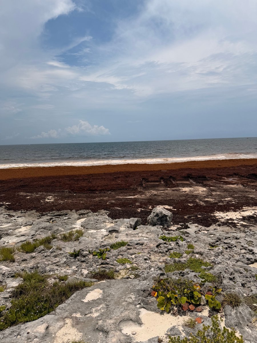 Nancy_FloresN's tweet photo. El problema del sargazo en Tulum ha dejado a una de@las playas más hermosas del país convertida en un desastre. Ojalá la humanidad reflexionara seriamente las consecuencias del cambio climático https://t.co/AQBbKGkgtK