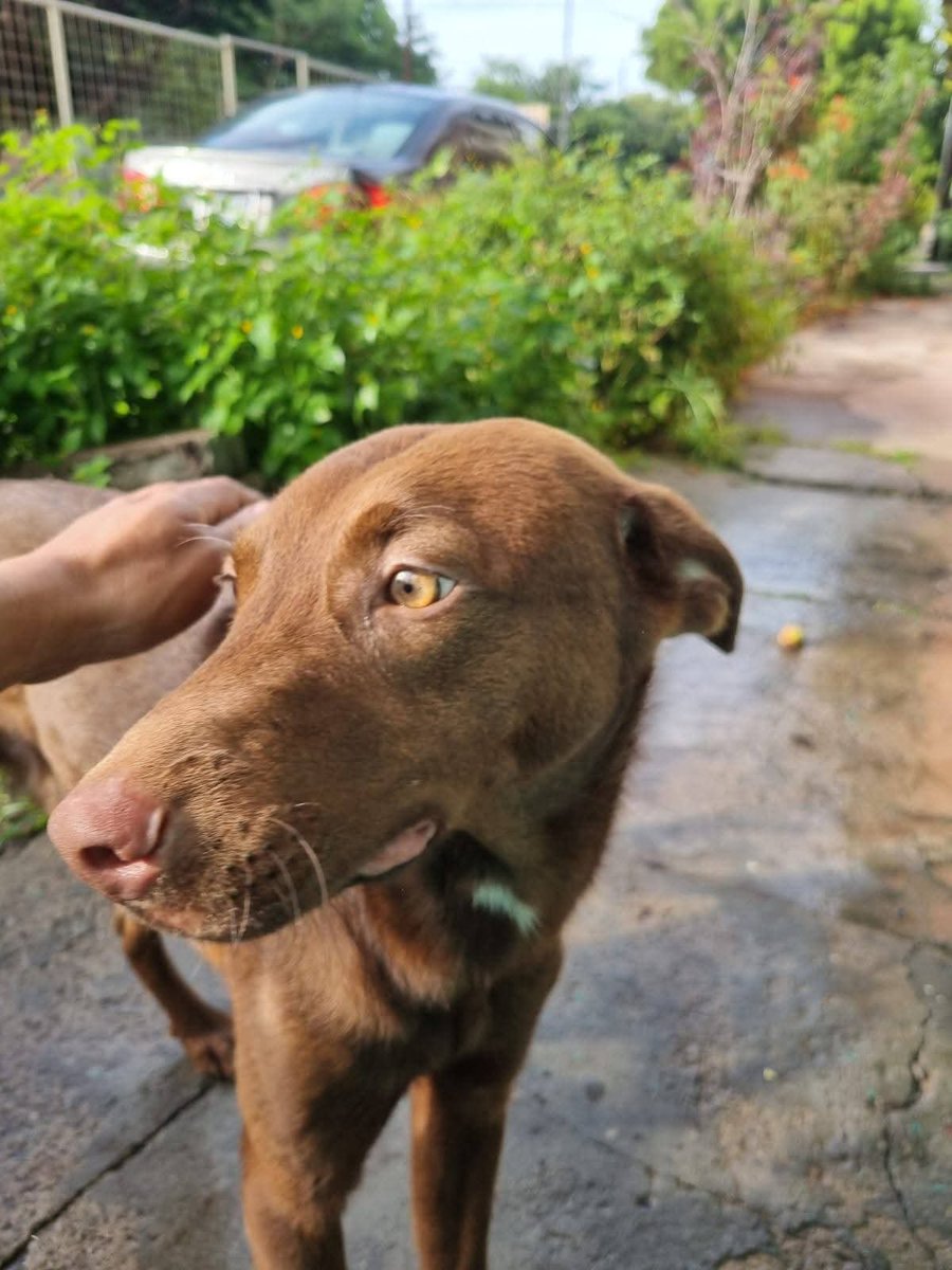 lyssitta's tweet photo. SERVICIO SOCIAL✅️
#adopta 🐾💕

 PIDO SU AYUDA PÂRA ENCONTRAR HOGAR A ESTOS DOS PERRITO ABANDONADO COMO SIEMPRE DUEÑOS IRRESPONSABLES Q SE LÉ HACE FÁCIL SOLO ABANDONAR..... ES UN VARÓN Y HEMBRA APROXIMADAMENTE 7 MÊSES SE DÂRA ESTERELIZADA LA HEMBRITA................. la Cafe Clara es niña y el café oscuro es varon... Urge hogar responsable teléfono de contacto.... 7971-1343 están en ciudad Ciudad Delgado El Salvador .... PIDO ayuda