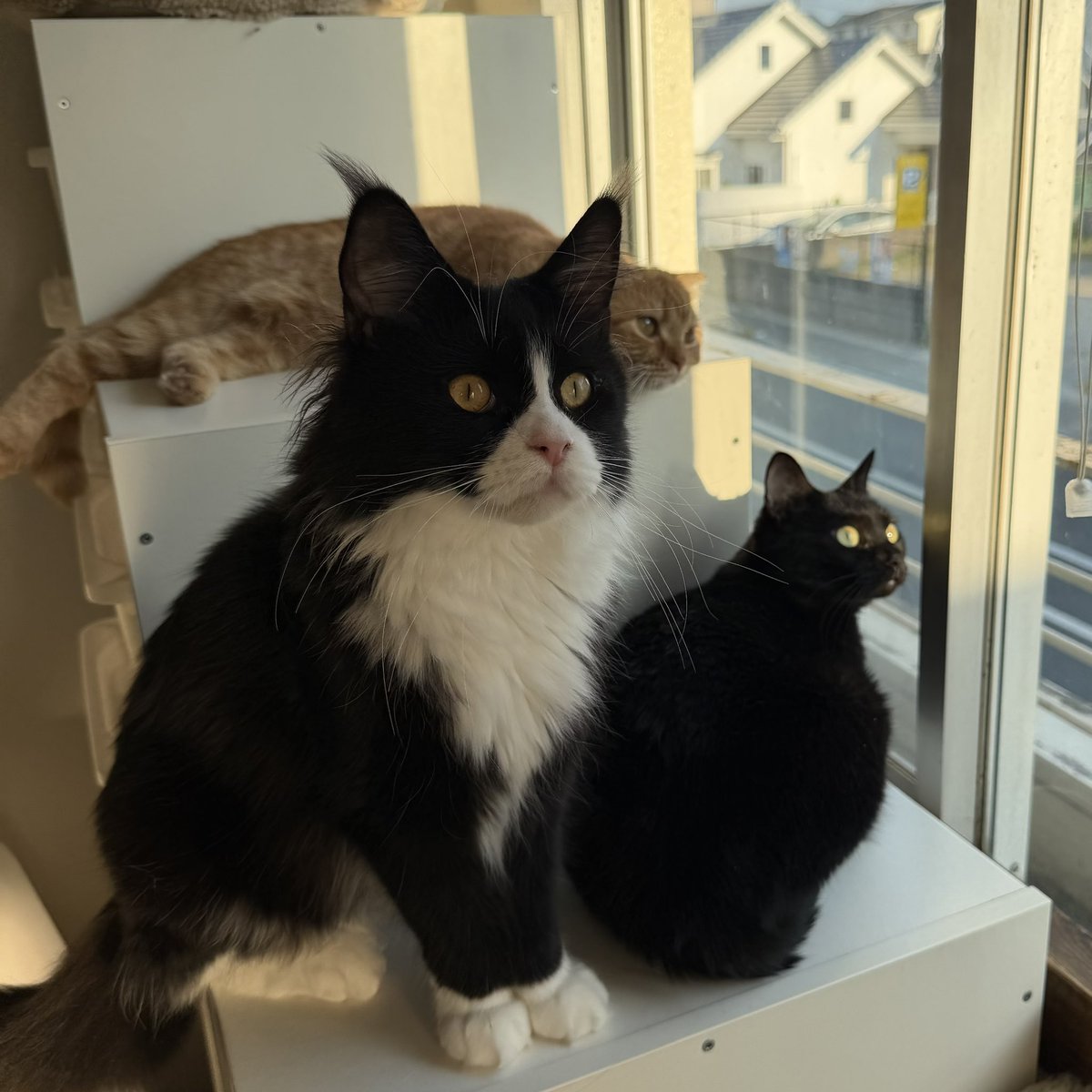 hiro_cat_mrym's tweet photo. 今朝はピノ🐈‍⬛キオ🐈ロロ🐈‍⬛でパトロール！今日はみんな真面目にやっている😊 https://t.co/JRxwSqL5qQ