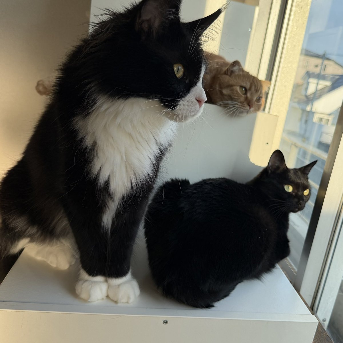 hiro_cat_mrym's tweet photo. 今朝はピノ🐈‍⬛キオ🐈ロロ🐈‍⬛でパトロール！今日はみんな真面目にやっている😊 https://t.co/JRxwSqL5qQ