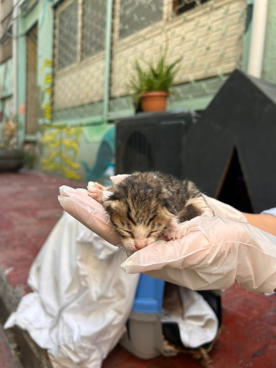masum_gozler's tweet photo. Karaköy
Acil‼️
5 BEBEK SOKAKTA VE ANNESİZ
ACİL SÜT ANNE VEYA BAKACAK GÖNÜLLÜ

ACİL KORUMAYA ALIMASI LAZIM
5 tane 12 günlük yavru var. Anne reddediyor iki gündür ortada yok . Bir kedinin gözünde enfeksiyon oluşmuş diğerlerinin sağlık durumu şu anlık iyi gibi görünüyor

05393253747 https://t.co/glNbqyqNb7