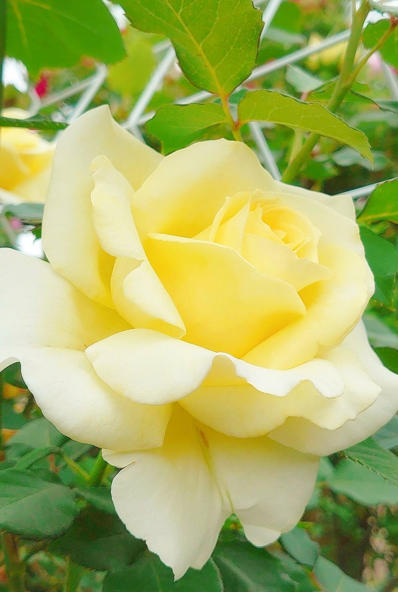 yumiman4's tweet photo. ❁⃘*.ﾟ https://t.co/omef8AqG7v
