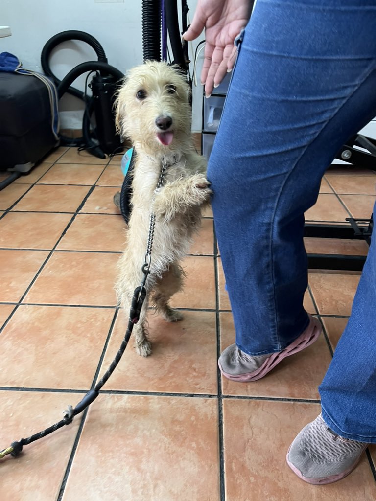 HELA_MORE's tweet photo. Hanna tiene 2 años, pesa 5 kg y es una perrita de talla pequeña. Es muy sociable y convive muy bien con otros perritos, por lo que sería una excelente compañera para una familia.

Se entrega esterilizada y, si nos da tiempo y el presupuesto lo permite, también vacunada. En caso de que no alcancemos a aplicarle sus vacunas, estas correrían por cuenta de su familia adoptante para agilizar el proceso de adopción. 🙏🏼

📍 Adopción únicamente para CDMX.

Si crees que Hanna puede ser la nueva integrante de tu familia, escríbenos. Ayúdanos compartiendo para que encuentre el hogar lleno de amor que tanto merece. 🩷🐾