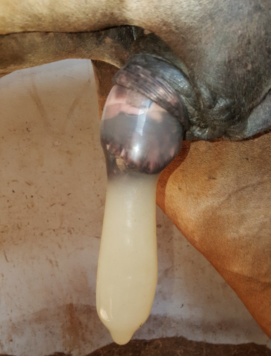 OttieKaulottie's tweet photo. Selected examples of veterinary use of prophylactics in male equines for sperm collection used in assisted reproduction
#horse #vet #zoo #animal #equine #mating #health #reproduction https://t.co/OzYZrW7Vc9