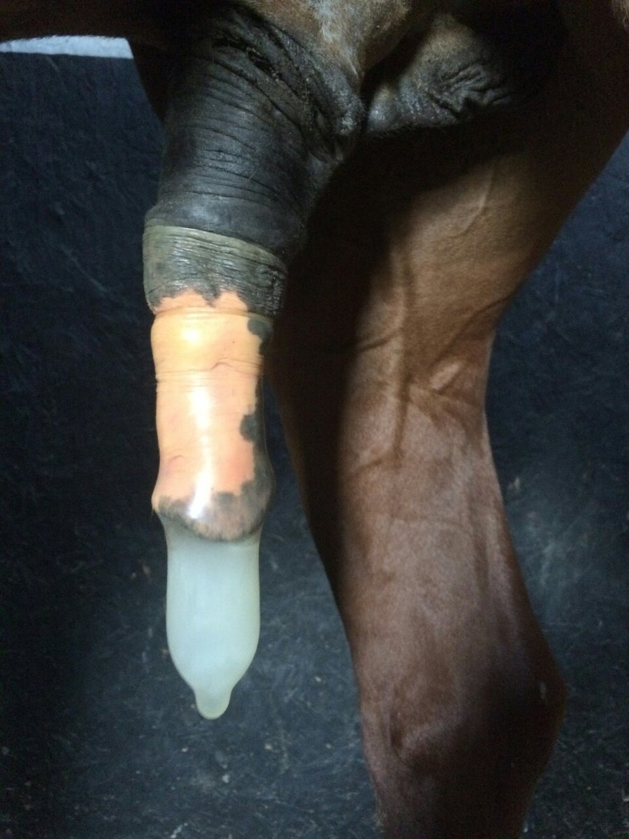 OttieKaulottie's tweet photo. Selected examples of veterinary use of prophylactics in male equines for sperm collection used in assisted reproduction
#horse #vet #zoo #animal #equine #mating #health #reproduction https://t.co/OzYZrW7Vc9