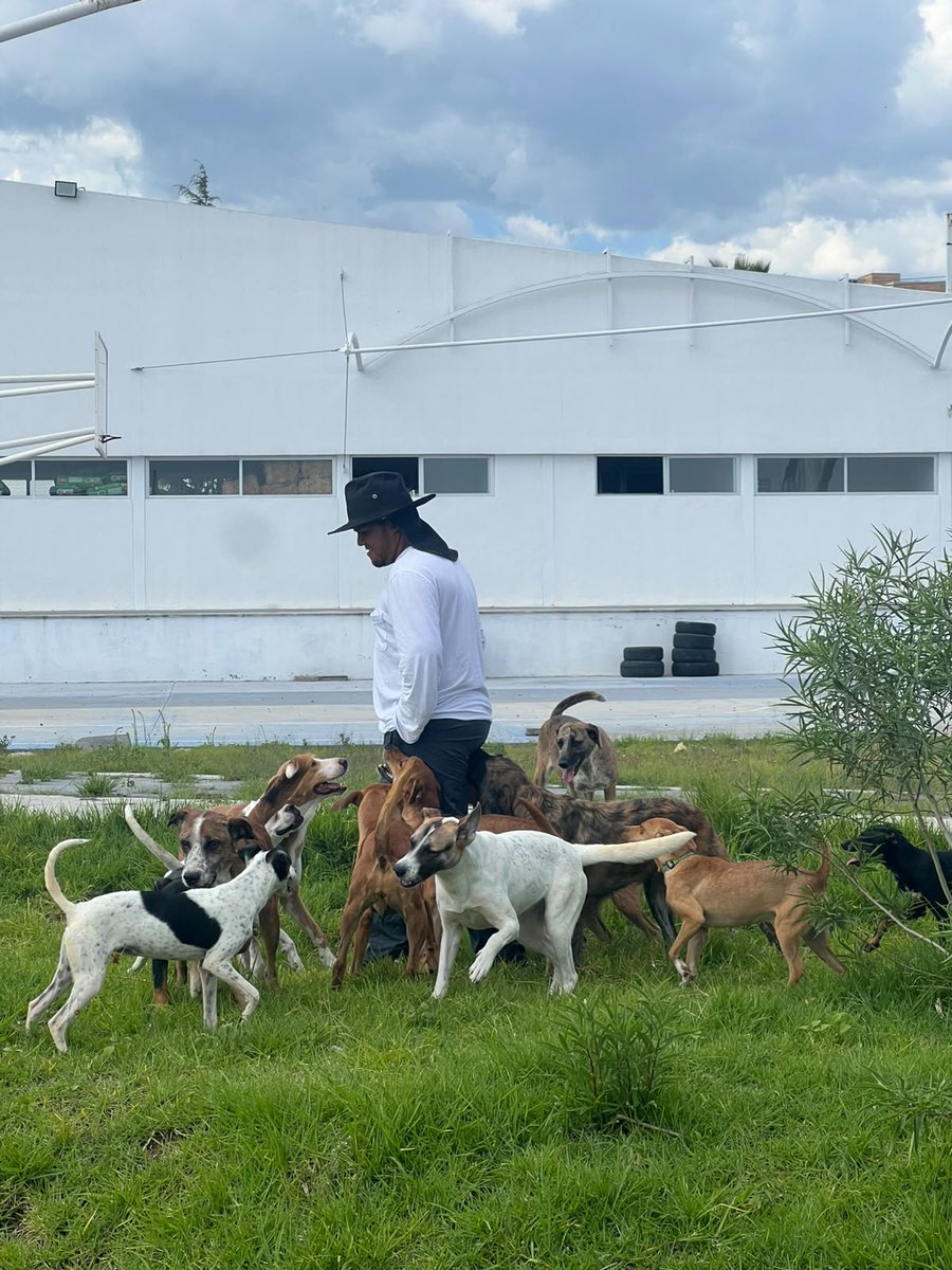 DIBAGobPue's tweet photo. 🐶Ellos no hablan, pero siendo libres se nota su felicidad.

En la Dirección de Bienestar Animal del @DIFGobPue, nuestros médicos veterinarios conviven con perros víctimas de crueldad y maltrato en un espacio natural donde se sientan libres y seguros.🌳✨ https://t.co/KrA9yzq6Eh