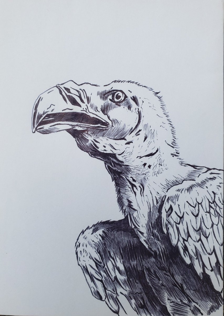 Hezekokz's tweet photo. DAY 22 – VULTURE 
#TAFAnnivesaryChallenge 
@TAFship https://t.co/tqCVJvUjYE
