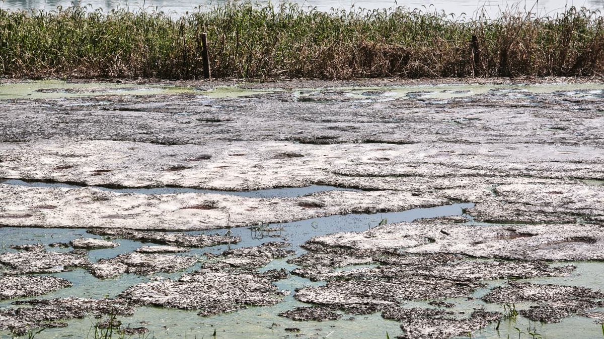 giseladays's tweet photo. Se denunció ante Conagua la descarga de desechos de excremento de cerdo en la Presa La Red, parte del sistema que abastece de agua a Guadalajara.Exigimos una investigación inmediata y, de confirmarse responsabilidades, sanciones para quien resulte responsable. El agua es de todos https://t.co/Wo2dHwMXjg
