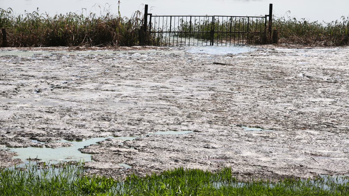 giseladays's tweet photo. Se denunció ante Conagua la descarga de desechos de excremento de cerdo en la Presa La Red, parte del sistema que abastece de agua a Guadalajara.Exigimos una investigación inmediata y, de confirmarse responsabilidades, sanciones para quien resulte responsable. El agua es de todos https://t.co/Wo2dHwMXjg