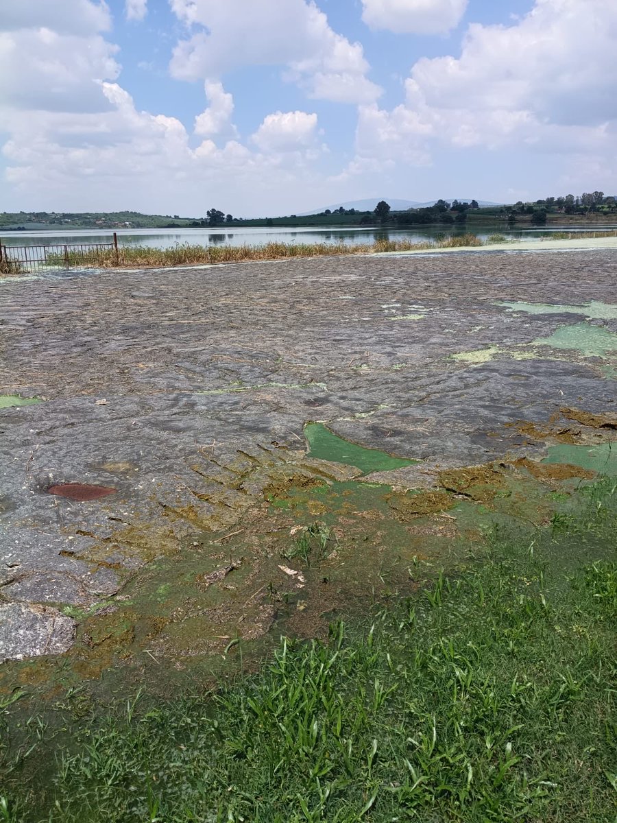 giseladays's tweet photo. Se denunció ante Conagua la descarga de desechos de excremento de cerdo en la Presa La Red, parte del sistema que abastece de agua a Guadalajara.Exigimos una investigación inmediata y, de confirmarse responsabilidades, sanciones para quien resulte responsable. El agua es de todos https://t.co/Wo2dHwMXjg