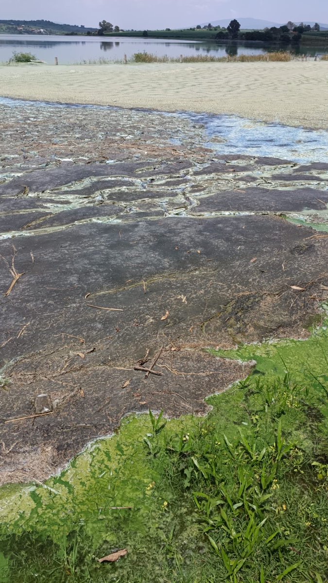 giseladays's tweet photo. Se denunció ante Conagua la descarga de desechos de excremento de cerdo en la Presa La Red, parte del sistema que abastece de agua a Guadalajara.Exigimos una investigación inmediata y, de confirmarse responsabilidades, sanciones para quien resulte responsable. El agua es de todos https://t.co/Wo2dHwMXjg