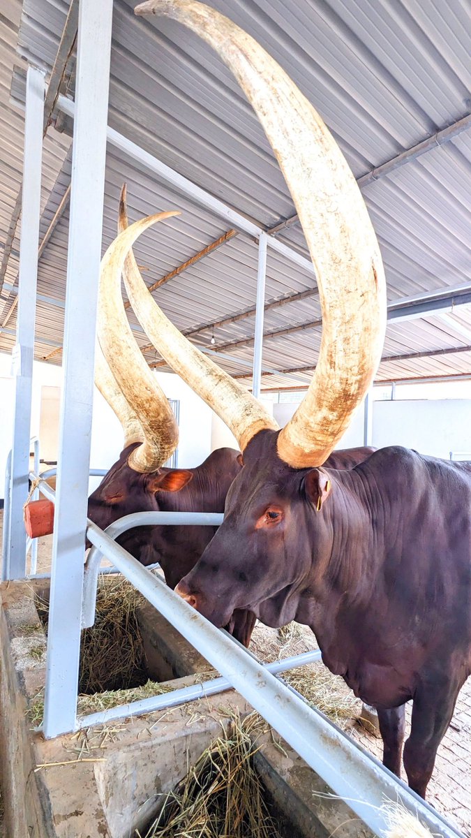 niyo_charles's tweet photo. SEVEN (7) IMPORTANT Cattle Farming Tips That Can SAVE You Money and BOOST Your Profits:

Many cattle farmers lose money not because they lack cows... but because they overlook simple management practices that make a huge difference.

Whether you're keeping cattle for milk, beef, breeding, or as a family investment, these practical tips can help you build a healthier and more profitable herd.

1️⃣. Choose the Right Breed:
- Select cattle based on your farming goal (dairy, beef, or dual-purpose).
- Choose breeds that perform well in your local climate.
- Consider market demand before investing.

2️⃣. Provide Proper Housing:
- Protect cattle from harsh weather.
- Build strong, secure fencing.
- Ensure a constant supply of clean drinking water.

3️⃣. Feed for Productivity:
- Provide a balanced diet of pasture, hay, concentrates, and minerals.
- Use quality feed to improve health and production.
- Practice rotational grazing to maintain healthy pastures.

4️⃣. Prioritize Animal Health:
- Work closely with a qualified veterinarian.
- Keep up with vaccination and deworming schedules.
- Practice good farm hygiene to reduce disease outbreaks.

5️⃣. Manage Breeding Properly:
- Monitor reproductive performance.
- Keep breeding and calving records.
- Select quality breeding stock.

6️⃣. Keep Accurate Records:
- Track farm expenses and income.
- Record feeding, treatments, breeding, and production.
- Good records help identify what is making you money.

7️⃣. Plan Your Marketing:
- Understand your local cattle market.
- Compare different selling channels.
- Always look for opportunities to increase your profits.

SAVE this post, so you can refer back to these tips whenever you need them.

#CattleFarming