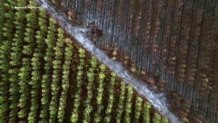 oak_institute's tweet photo. Wildfires raging in Southwest France are not burning natural forests but immense plantations of pine trees. For many years, we have warned Uganda and other African countries about the dangers of establishing plantations of non-native pine species, including wildfires and loss of biodiversity. The current disasters in Europe must be a wake-up call for African governments considering expanding such plantations.

@Afsafrica @Greenpeaceafric @foe_europe @FoeINT @witness_radio @agcconnect @PowerShftAfrica @WorldRainforest @ForestPeoplesP @NnimmoB @FredMousse @Mittaloak @ETC_Group