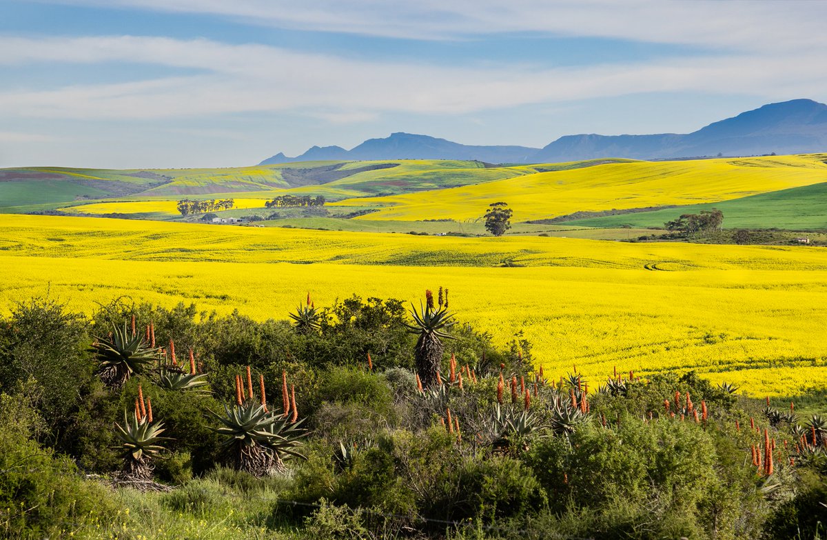 hogsbackinfo's tweet photo. Canola fields and aloes for beautiful landscapes #canola #fields #aloes #landscapes #agriculture #photos https://t.co/ePbOomulVD