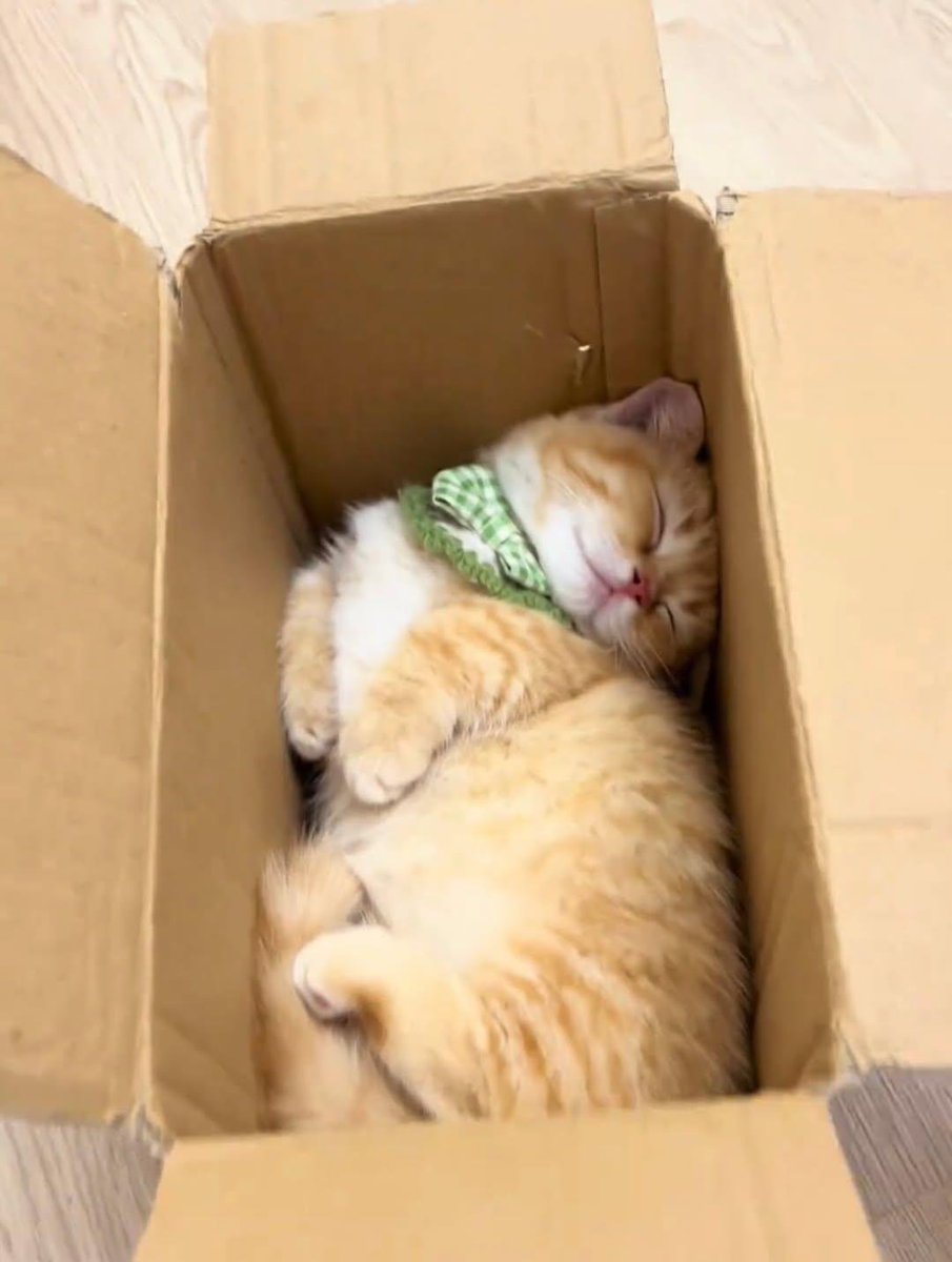 farhatkhan990's tweet photo. Why do cats like to sleep in boxes? https://t.co/XtfAHzOp26