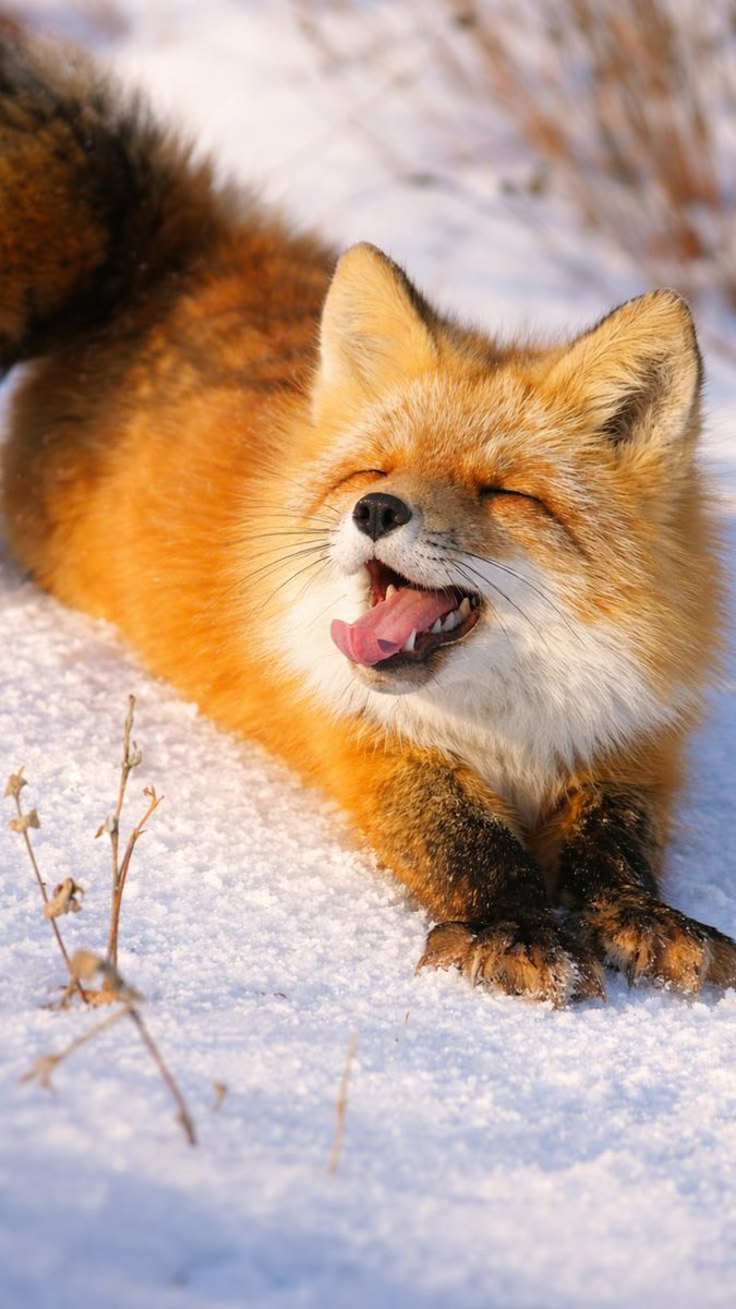 Animals1021267's tweet photo. P https://t.co/FEB5HuQdwC