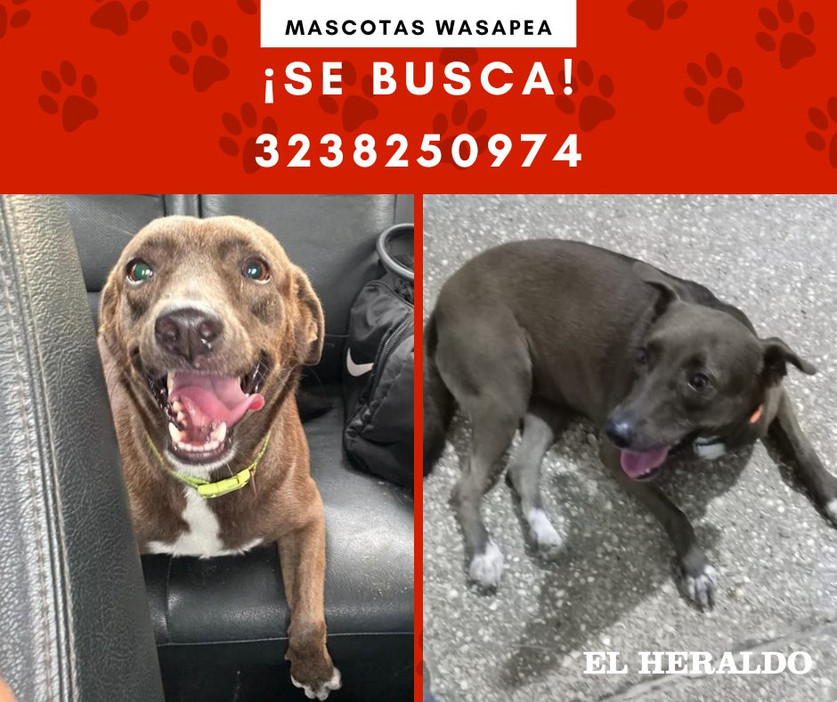 elheraldoco's tweet photo. #MascotasWasapea 🐶 ‘Milo’ se perdió el pasado 4 de julio en Salgar, Puerto Colombia. Si lo ha visto o tiene información sobre su paradero puede comunicarse al 3238250974. 💰 Se ofrece recompensa. https://t.co/OdyJW1suVY