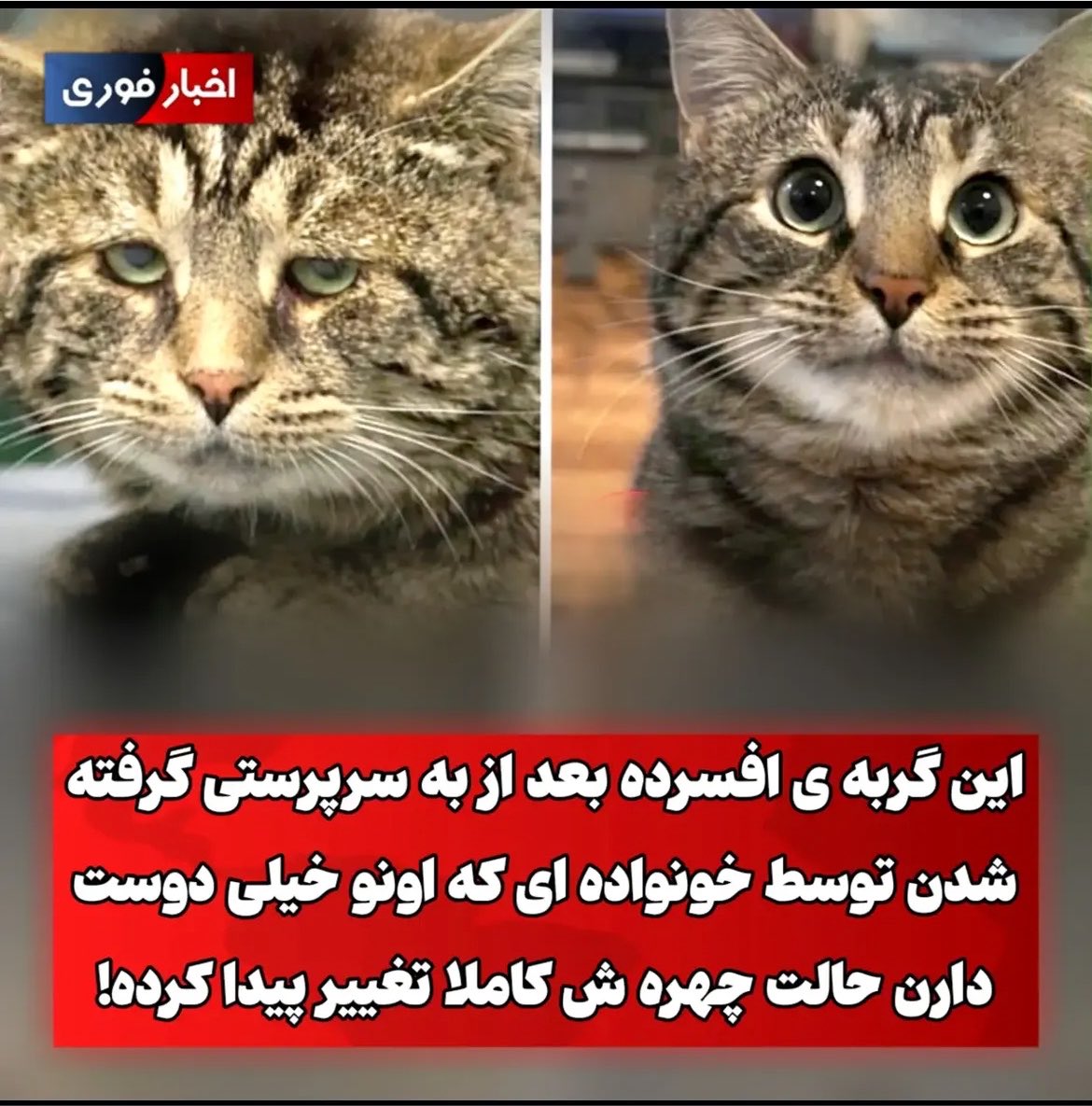 DaVoodzzzzzzzz's tweet photo. کاش گربه بودم 
حداقل یه نفر بهم عشق میداد https://t.co/zVjxdh0JYE