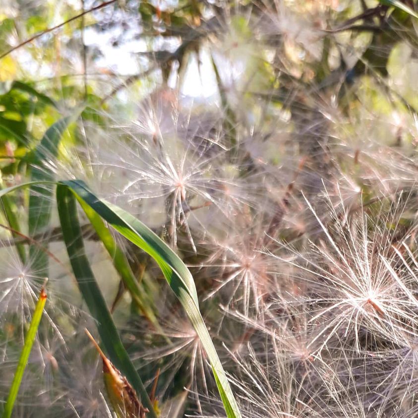 Montecrossa's tweet photo. #Photo by #Mirakali feathery blossoms @yzcyzf @iliana_uribe #photography #photographer #Mirapuri #NaturePhotography #feathery #plant #TwitterNatureCommunity #nature #outdoors https://t.co/tA2nTKhMkI https://t.co/IHrtv3qJWn