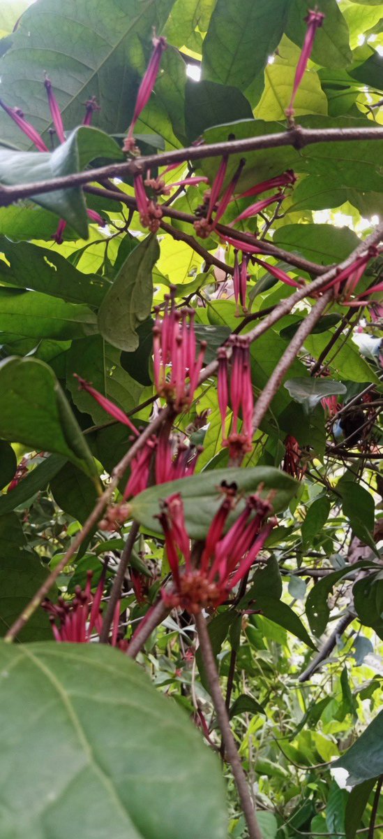HerbalistChief's tweet photo. Naturally, mistletoe is a parasitic plant. 

Yet it is one of the best plants  that treats HYPERTENSION and DIABETES. 

Get the leaves (don’t include flowers), dry and grind it into powder. Take two tablespoons as tea twice daily. 

Nature heals. https://t.co/I0BTOfzpA9
