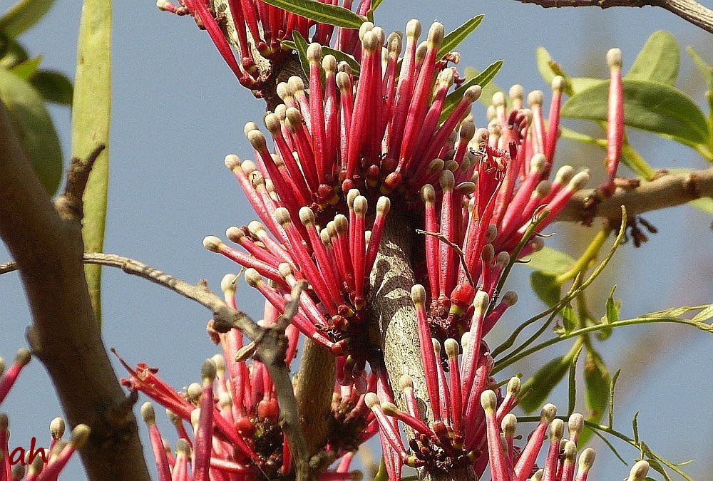 HerbalistChief's tweet photo. Naturally, mistletoe is a parasitic plant. 

Yet it is one of the best plants  that treats HYPERTENSION and DIABETES. 

Get the leaves (don’t include flowers), dry and grind it into powder. Take two tablespoons as tea twice daily. 

Nature heals. https://t.co/I0BTOfzpA9