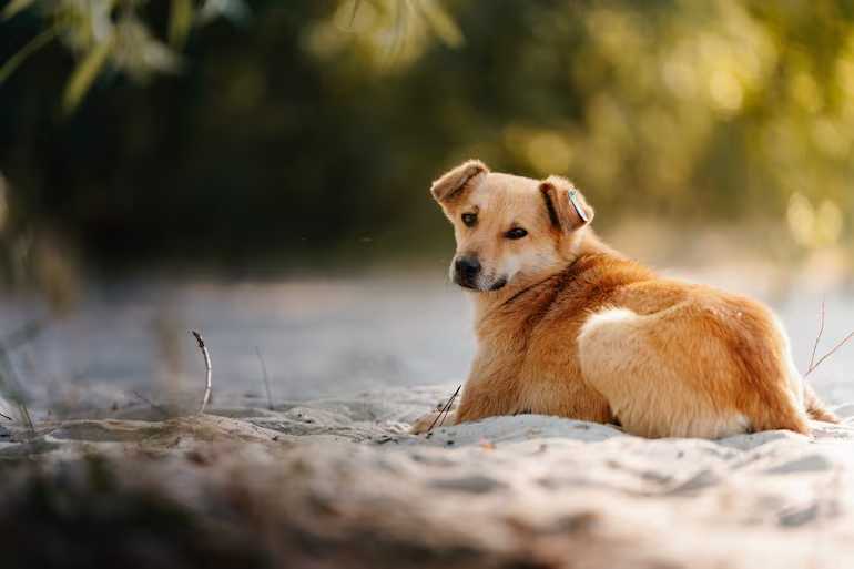 delpylive's tweet photo. ▶️ DÍA INTERNACIONAL DEL PERRO CALLEJERO: ¿CÓMO PODEMOS AYUDARLOS? | 🐶❤️

Cada 27 de julio se conmemora el Día Internacional del Perro Callejero, una fecha que busca visibilizar a los animales sin hogar y promover la adopción responsable, la esterilización y el bienestar animal.

🐕 Si encontrás un perro en la calle, primero verificá que puedas acercarte sin riesgos. Podés ofrecerle agua, comida y refugio temporal, además de revisar si tiene collar o alguna identificación, ya que podría estar perdido.

🏡 Si nadie lo reclama, podés recurrir a rescatistas, refugios y redes de adopción para buscarle un hogar responsable. Adoptar, ofrecer hogar temporal o colaborar con campañas de esterilización también puede hacer la diferencia.

📄ABC Color (Web)