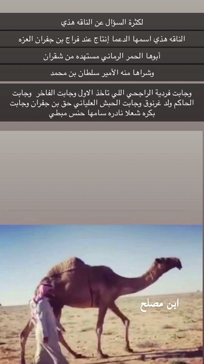 bin_mossleh's tweet photo. أم فردية الراجحي
وأم الفاخر 
بعير الأمير سلطان بن محمد . https://t.co/s7uXR28M1j
