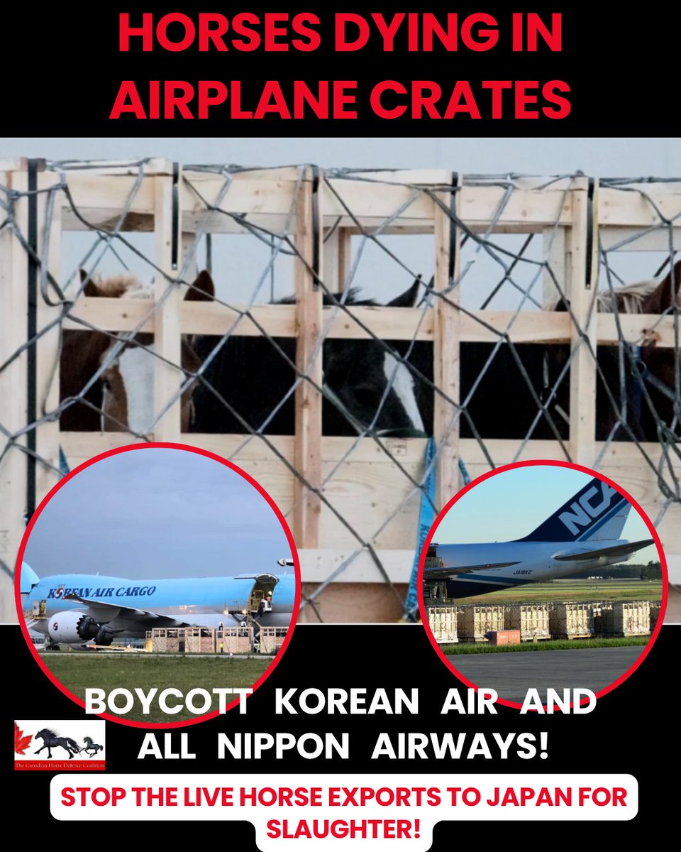 defendhorsescan's tweet photo. Horses Dying in Airplane Crates, No Food, No Water
Korean Air and Nippon Air ship live horses from Canada to Japan for slaughter. By accepting these shipments, the airlines enable this cruelty.
https://t.co/r0dthPpg7E https://t.co/Enbmbv2HUz