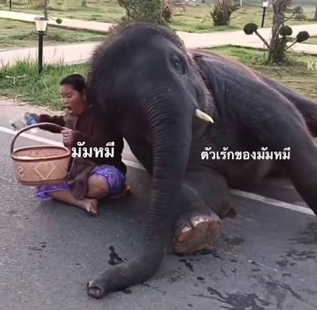 น้ำตาจ่าเด้ง tweet media