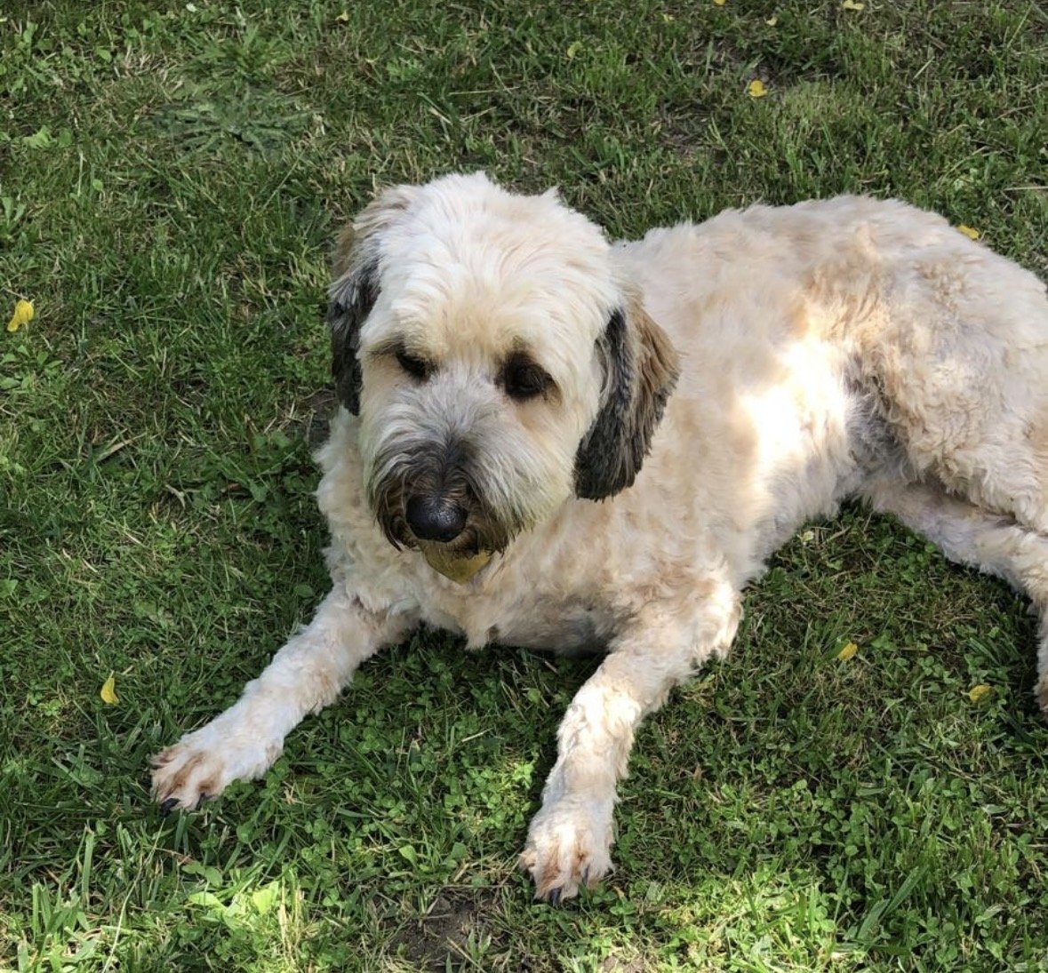 millypod1's tweet photo. 🆘26 JULY 2026 #Lost Molly #ScanMe
ELDERLY Poodle Cross Female
near The Mill Green by Dollar Golf Course #Dollar #Clackmannanshire #Scotland #FK14
https://t.co/I7ZB2407Kf https://t.co/pXZEeKDjwv