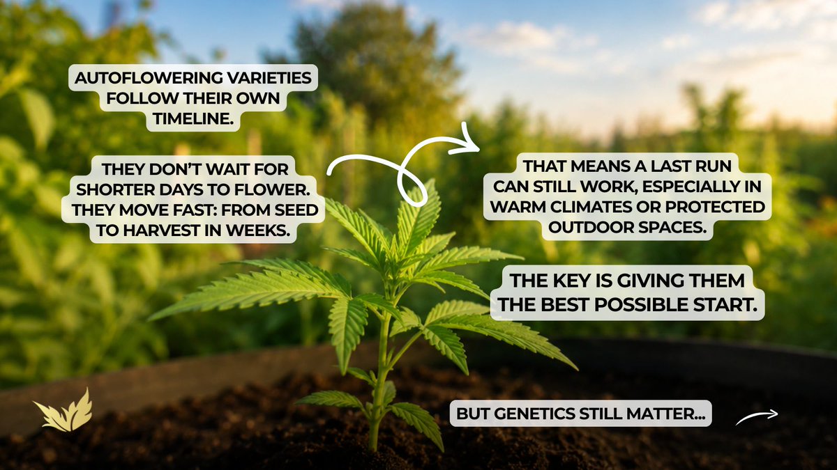 paradiseseeds's tweet photo. One last outdoor run before autumn?

Just choose the right strain and focus on the essentials!

How’s the weather in your area? ☀️🌱

#Paradiseseeds #paradiseseedscommunity #outdoorgrowing #seeds https://t.co/G3NbuMK7RF